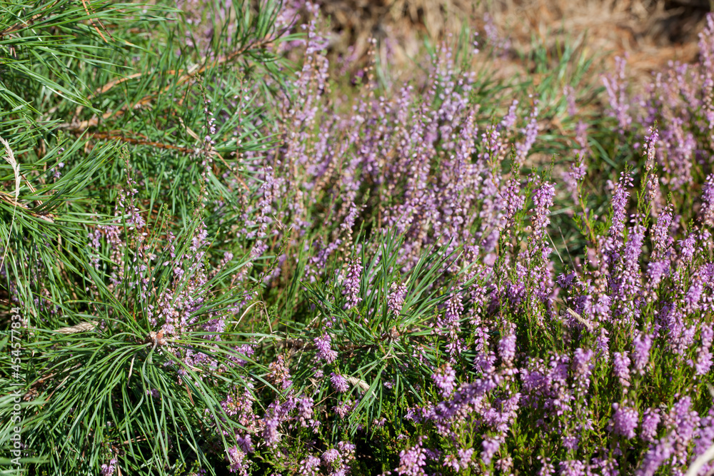 Obraz premium Close-up of young pine tree branches and flowering heather.