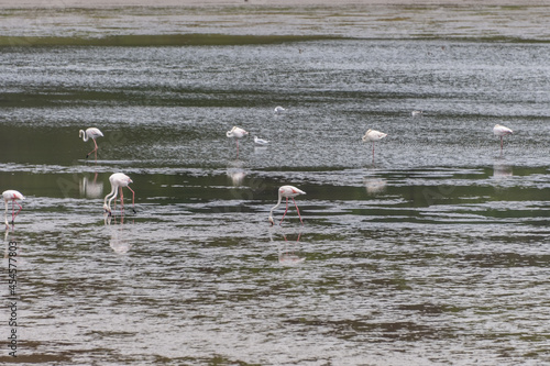 View of Flamingo flock resting standing in water, in Portugal photo