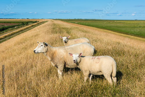 Schafe auf einer Deichkrone an der Nordseeküste
