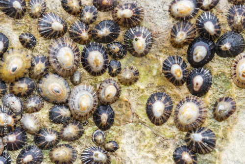 Several common limpets stuck on a beach rock photo