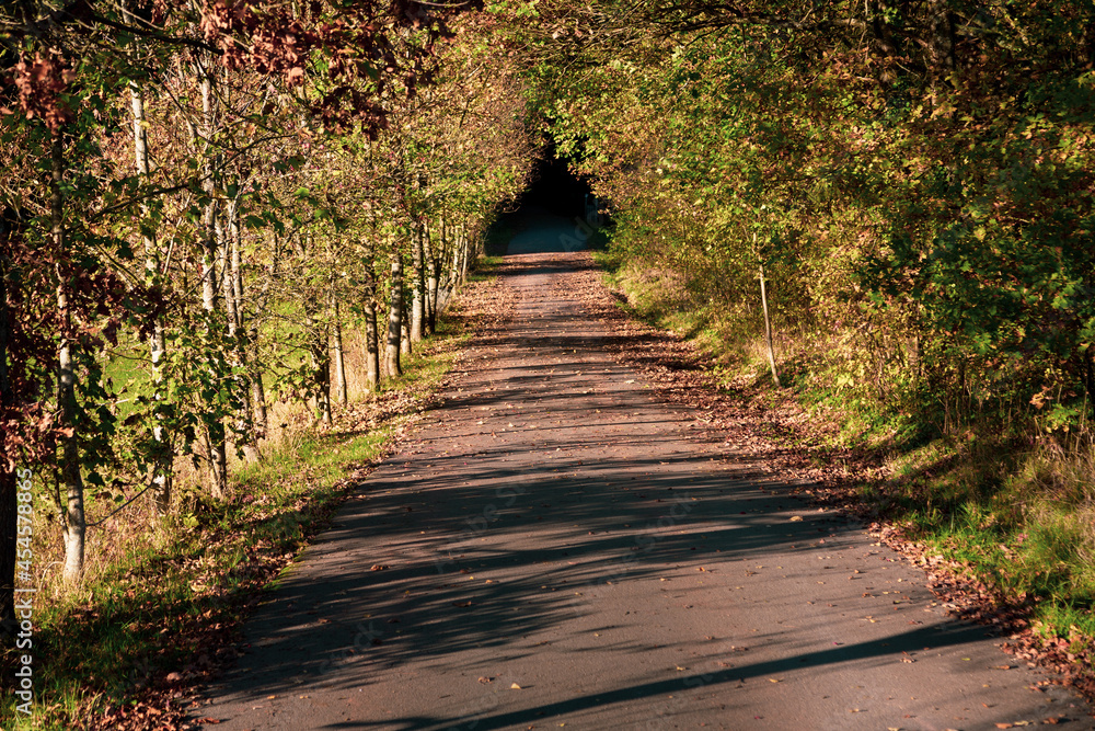 Obraz premium road leading into forest in the countryside in autumn