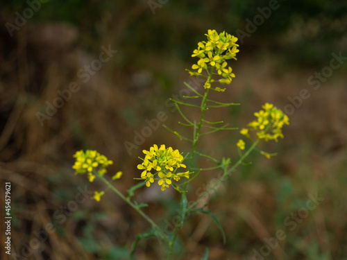 yellow flowers in the forest, selective focus