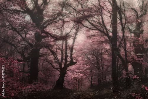 Misty beech forest in the mountains of Crimea