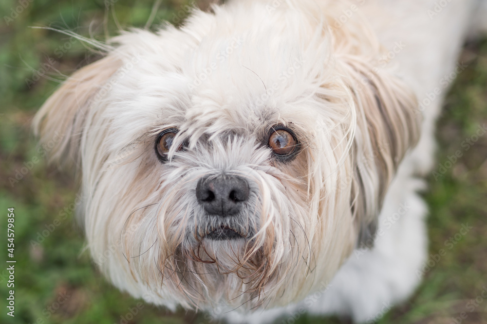 Havanese dog looks up at the camera Havanese dog looks up at the camera