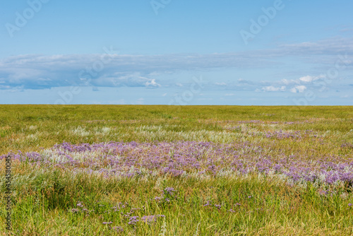 Saftige Salzwiesen und bunte Kr  uter vor einem Deich an der Nordsee