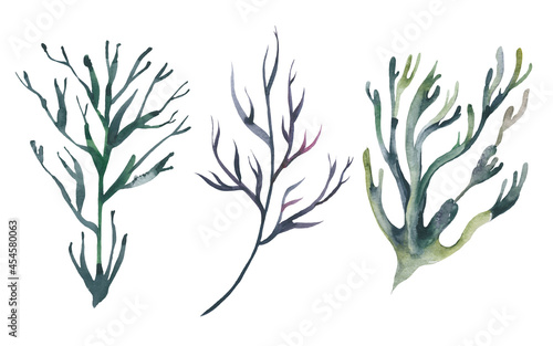 Watercolor Seaweeds. Hand drawn aquarium plants. Sea underwater edible algae.