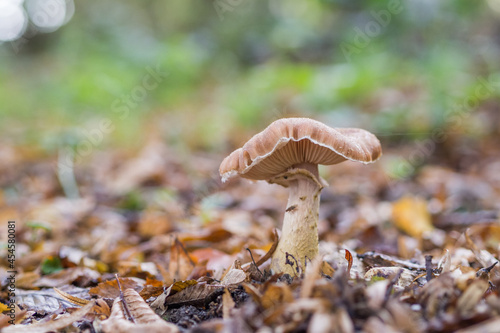 Beautiful Mushroom in autumn leaves