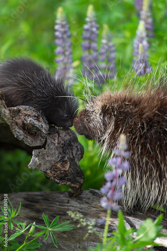 Adult Porcupine (Erethizon dorsatum) Moves to Touch Noses With Porcupette Summer photo