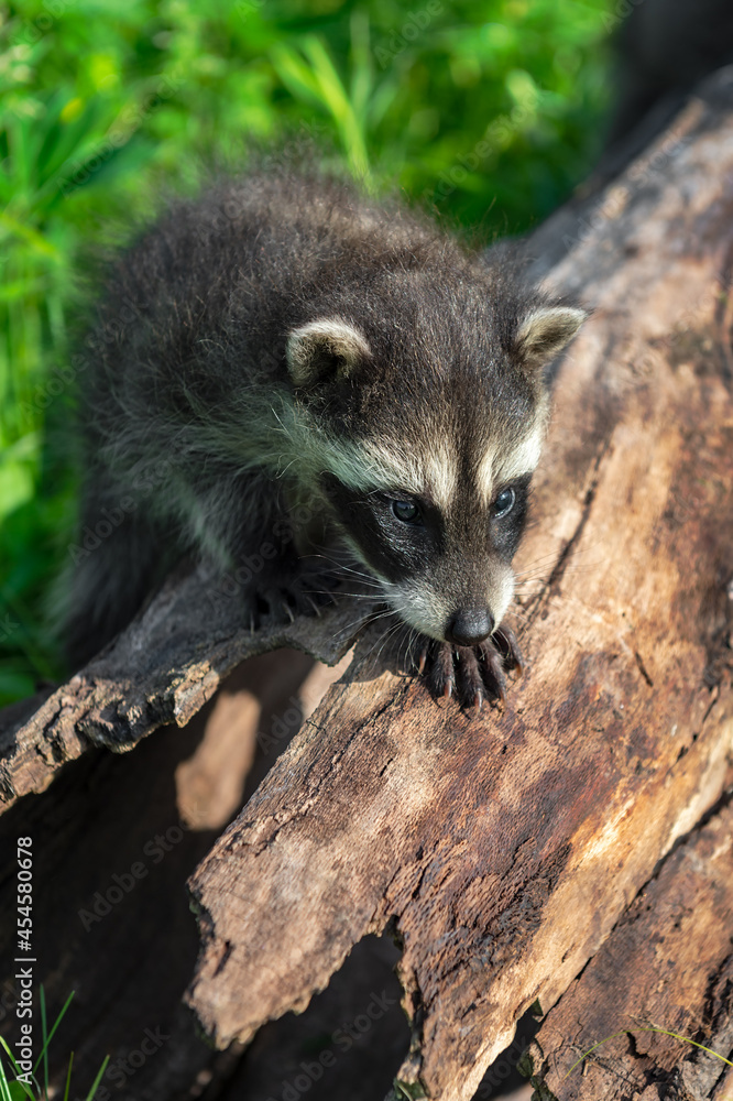 Raccoon (Procyon lotor) At Very End of Log Summer Raccoon (Procyon lotor) At Very End of Log Summer