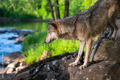 Grey Wolf  Canis lupus  Stands on Rocks Looking Down at River Summer