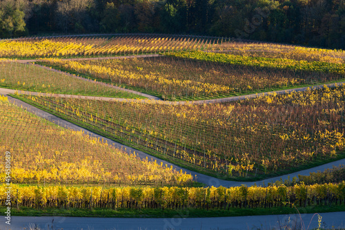 autumn colour in the vineyards near the moselle in Luxembourg