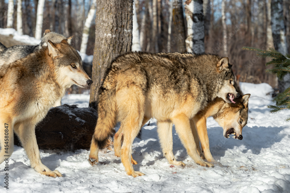 Fototapeta Grey Wolf (Canis lupus) Dominance Action Winter