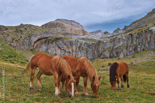Horses grazing in the Iguer Valley. Huesca, Spain © Salva G. Cubells