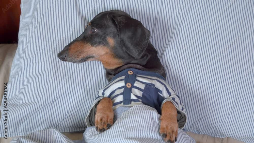 Black and tan dachshund IN navy and white stylish shirt lies on striped pillow under blanket and looks attentively closeup
