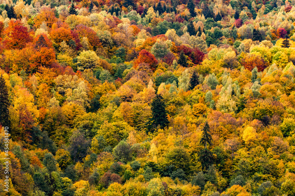 Abstract background of autumn colorful trees. Abstract background of autumn colorful trees.