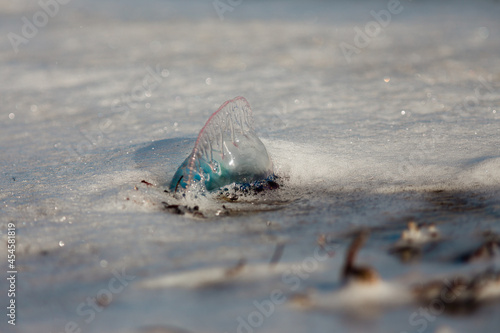 Portuguese man o' war on the beach in South Florida with vibrant blue and purple colors 