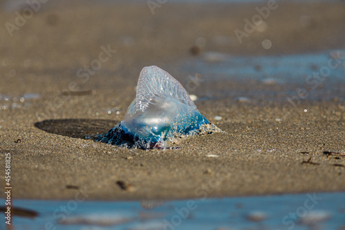 Portuguese man o' war on the beach in South Florida with vibrant blue and purple colors 