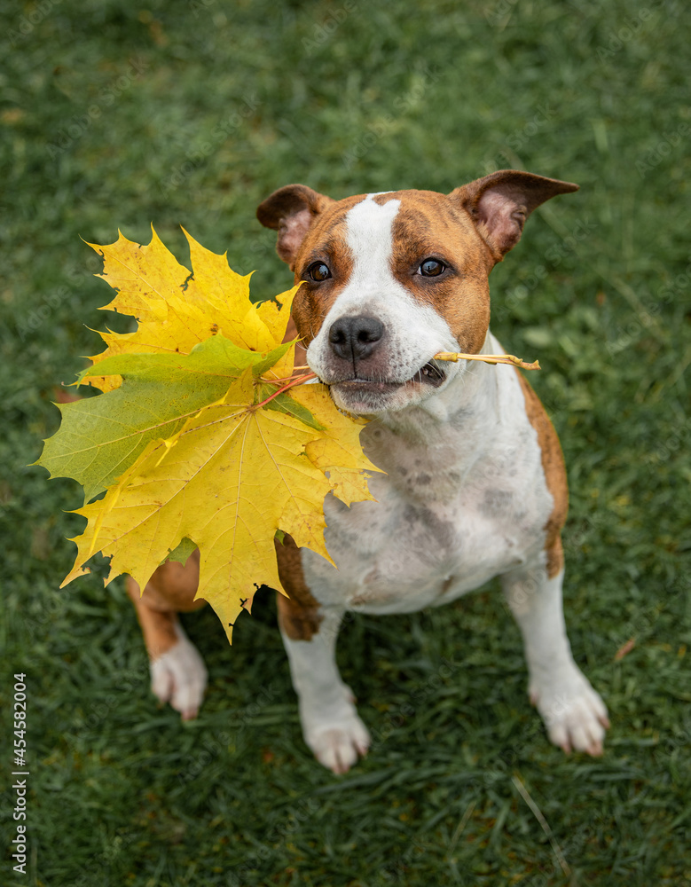 American staffordshire terrier dog holding yellow leaves in its mouth in autumn