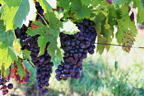 Les raisins sont presque mûrs, bientôt les vendanges avant un excellent vin de Bordeaux