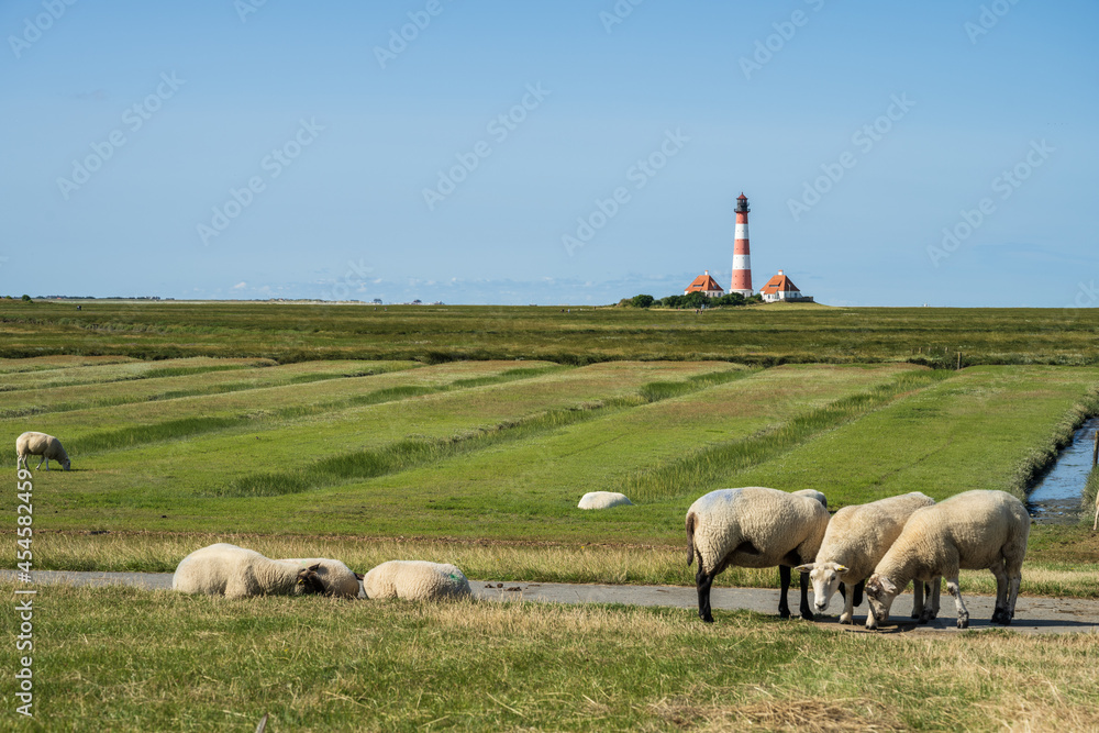 Fototapeta premium Schafe auf den Salzwiesen am Deich beim Westerhever Leuchtturm4