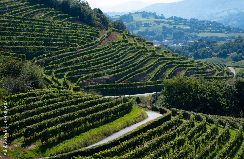 Vineyards for the production of Txakoli in the Talaia mountain, town of Zarautz, Basque Country.