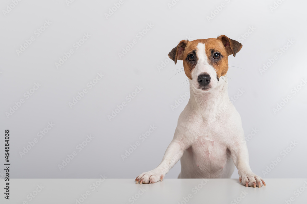 Gorgeous purebred Jack Russell Terrier dog peeking out from behind a banner on a white background. Copy space
