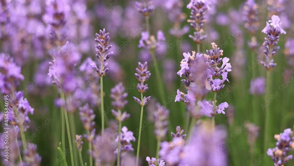Slow Motion von fliegender Biene auf blühenden Lavendel Pflanzen Slow Motion von fliegender Biene auf blühenden Lavendel Pflanzen