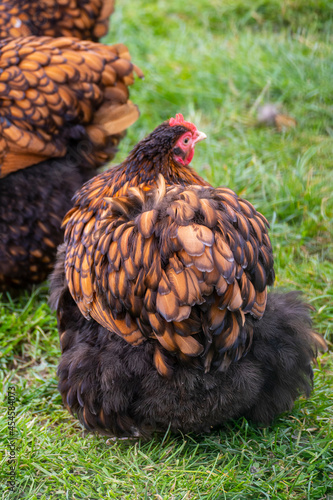 Zwerg-Orpington Huhn auf einer grünen Wiese photo