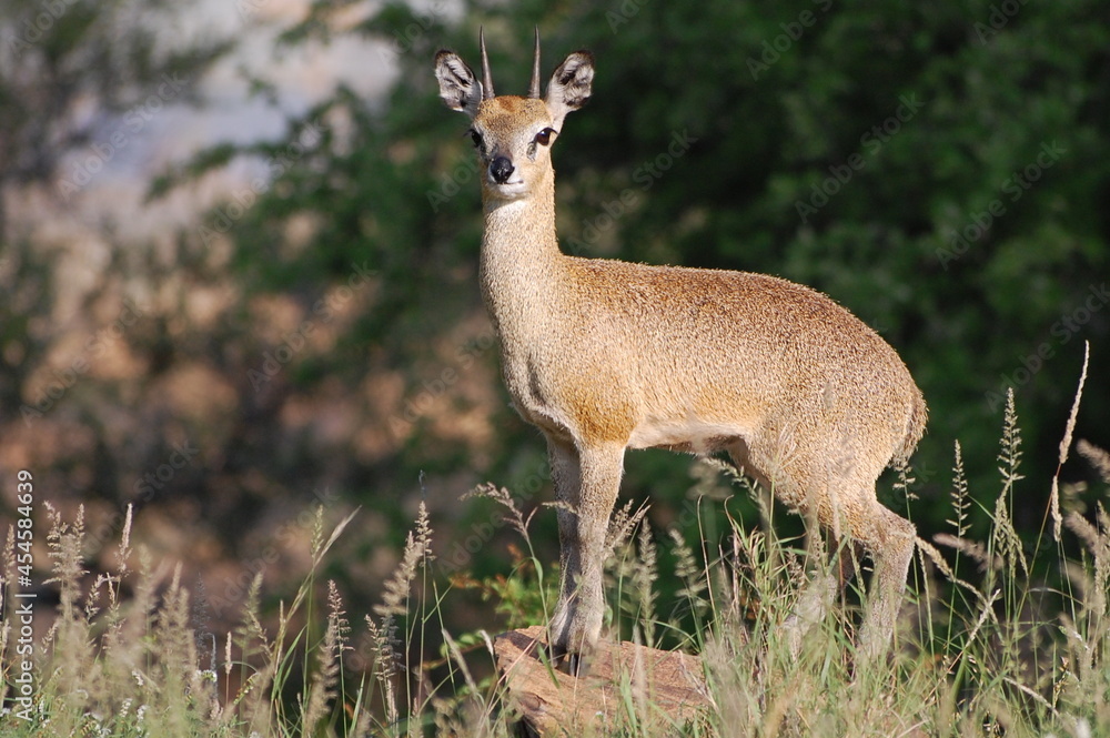Klipspringer Klipspringer