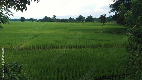 Green rice field in Assam, India photo