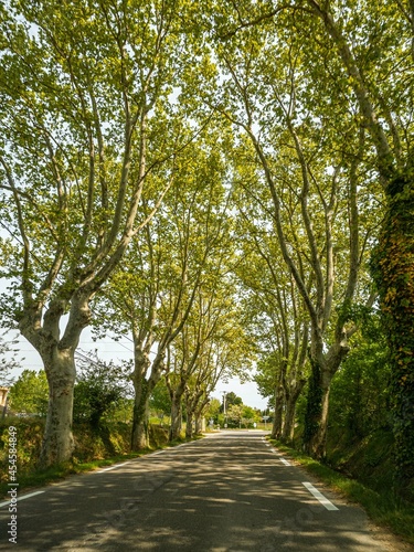 Fototapeta Naklejka Na Ścianę i Meble -  Little road with trees in Provence, France