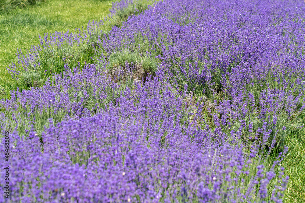 Summer purple lavender field background. Bunch of scented flowers in lavanda fields. Purple scented flowering plant, field of flowers Summer purple lavender field background. Bunch of scented flowers in lavanda fields. Purple scented flowering plant, field of flowers