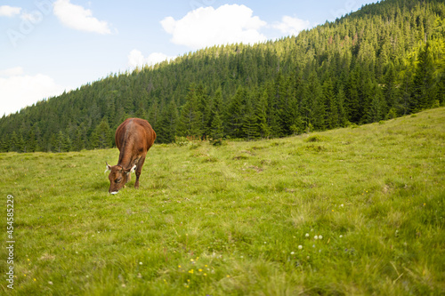 Big brown cow grazing in a field under the beautiful sky. Panoramic wide view