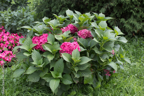Scarlet hydrangea bush in the garden