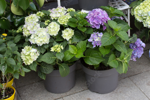 Hydrangea seedlings in plastic pots
