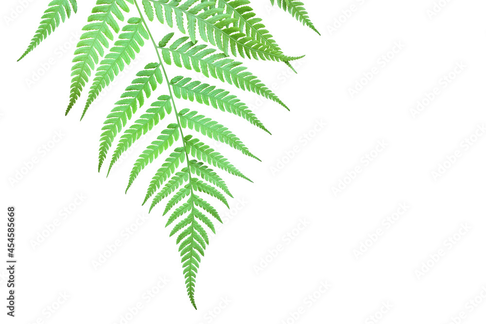 Green Leaf of Tropical Fern Isolated on White Background with Cl Green Leaf of Tropical Fern Isolated on White Background with Cl