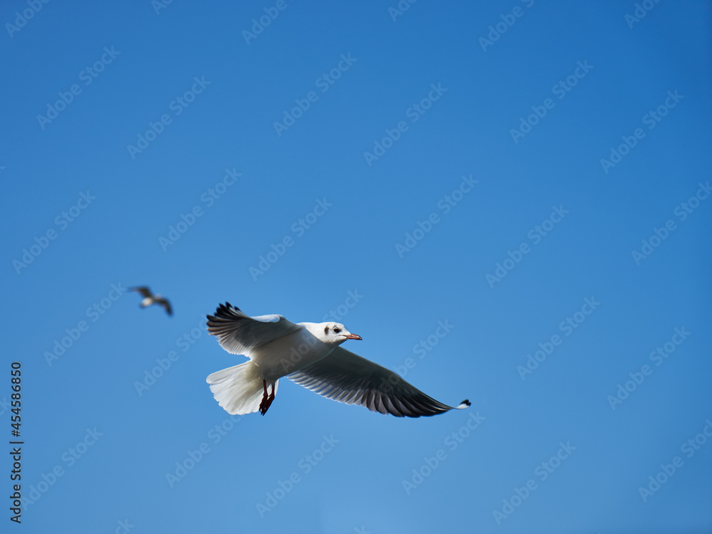 Fototapeta premium Image of seabirds. Image of seagulls.