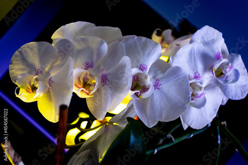 orchide