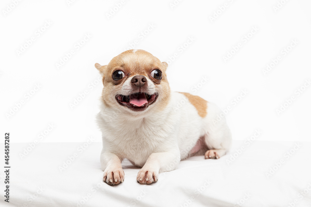 5 month hotsell old chihuahua