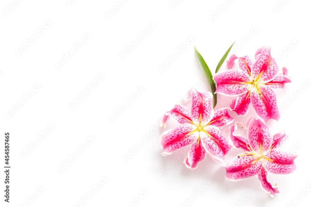 Pink purple lily flowers isolated on white background
