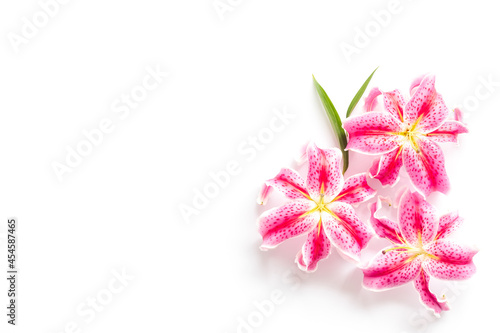 Pink purple lily flowers isolated on white background