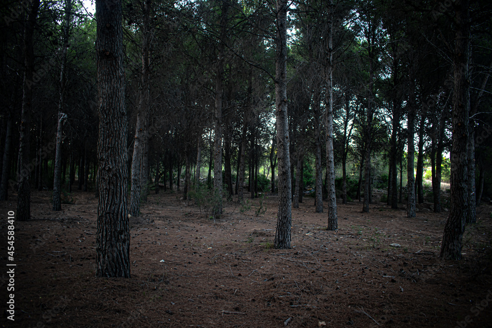 Bosque Bosque
