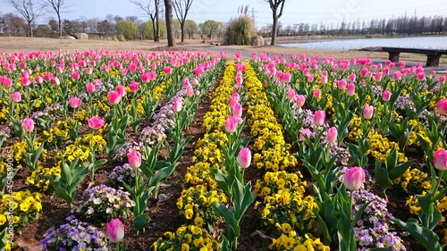 Flowerbed with rows of pink tulips yellow and purple flowers