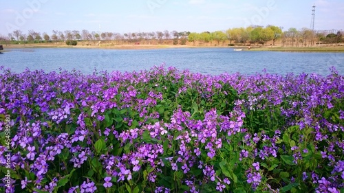Amethyst flower bush on the riverbank