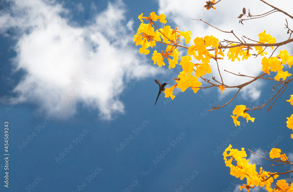 Hummingbird on a Yellow Ipê Tree (Cotton Flower) (Handroanthus serratifolius) Hummingbird on a Yellow Ipê Tree (Cotton Flower) (Handroanthus serratifolius)