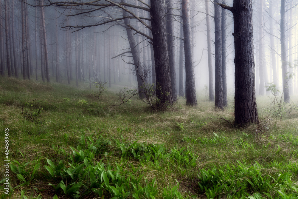 Fototapeta premium Dark forest covered with fog