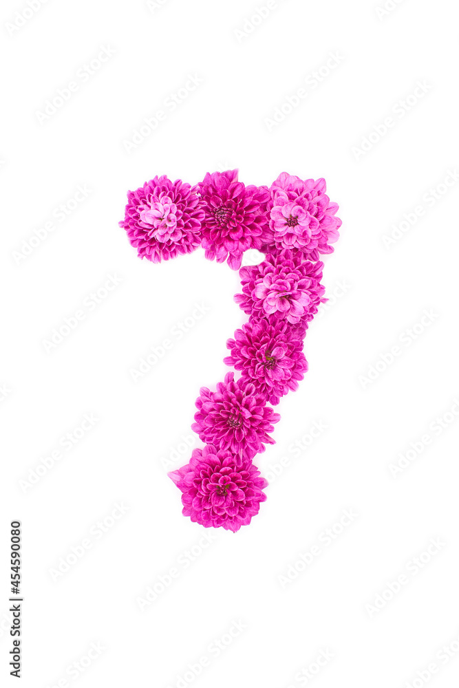 Number seven made of flowers, figures from pink Chrysanthemum, isolated on white background.