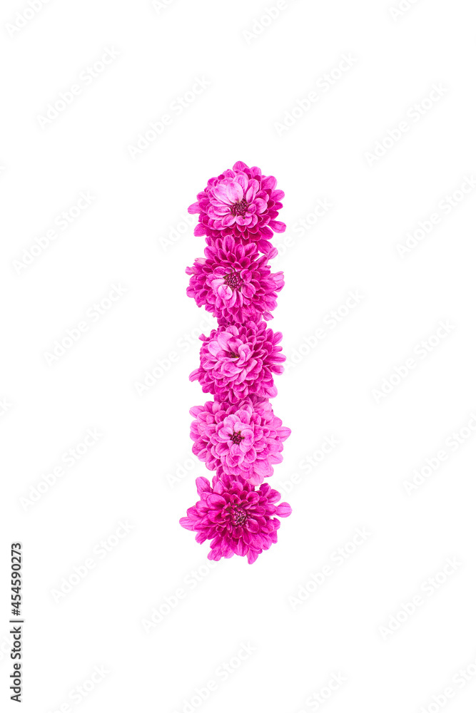 Letter I made of flowers, figures from pink Chrysanthemum, isolated on white background.