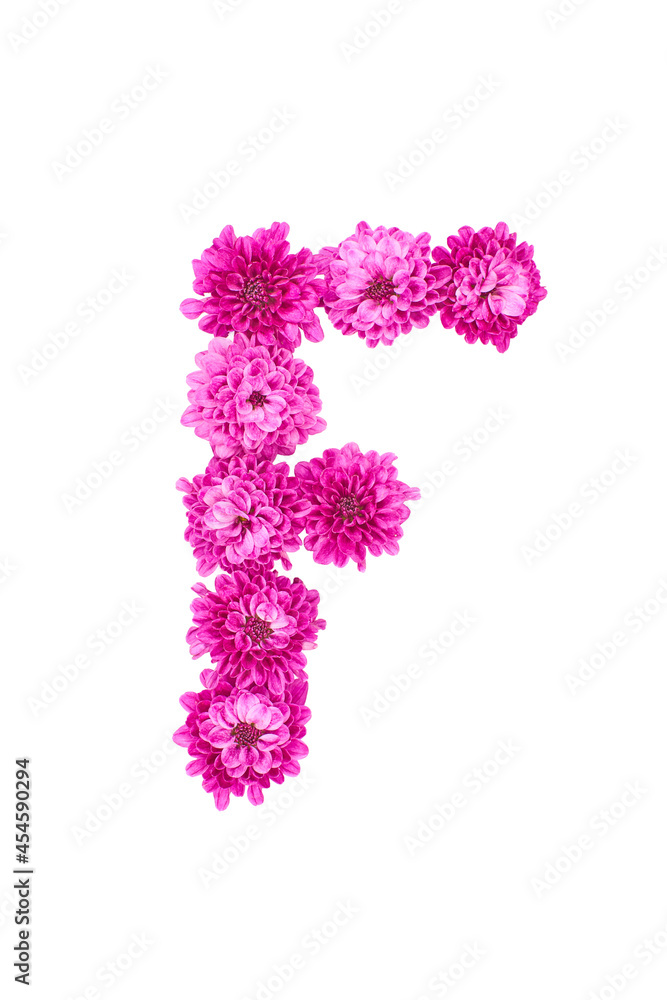Letter F made of flowers, figures from pink Chrysanthemum, isolated on white background.