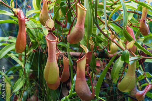 Thickets of carnivorous plants of Nepenthes photo